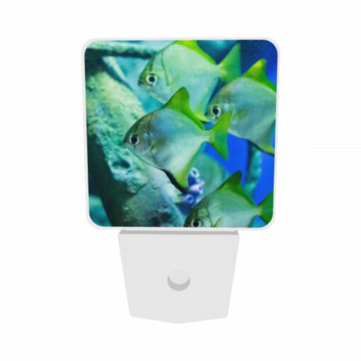 Night Light Set Of 2, A Group Of Fish Swimming In A Tank. -Nuas Diy Shop 037909d95bb943e2119c31430dc681aa00a29eae