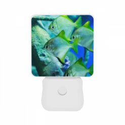 Night Light Set Of 2, A Group Of Fish Swimming In A Tank. -Nuas Diy Shop 3cb713b11c8fb8a9c40992bcb652505711ce5ad2