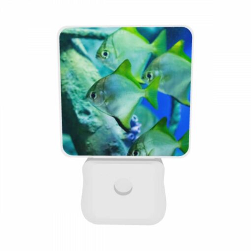 Night Light Set Of 2, A Group Of Fish Swimming In A Tank. -Nuas Diy Shop d509e18fe0027b76dba381181245bdfae268b930